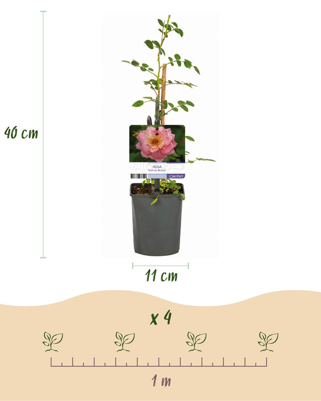 Klimroos Rosa Salmon Queen - 2 planten - Bloem Licht roze - Weinig onderhoud - Pot 11cm Hoogte 40cm