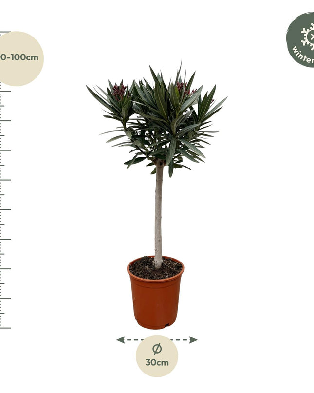 Nerium Oleander op stam met witte bloem - 90cm - Ø19