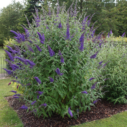Arbuste à papillons bleu - 3 plantes - Buddleja davidii Empire Blue - Rustique - Pot 17cm - Hauteur 45cm
