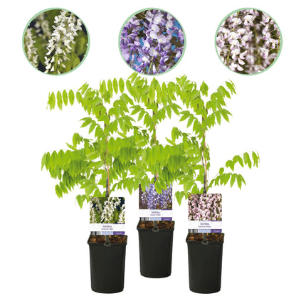 Blauwe regen - 3 planten - Wisteria floribunda Tricolour - Bloemen Blauw Roze Wit  - Pot 11cm Hoogte 40cm