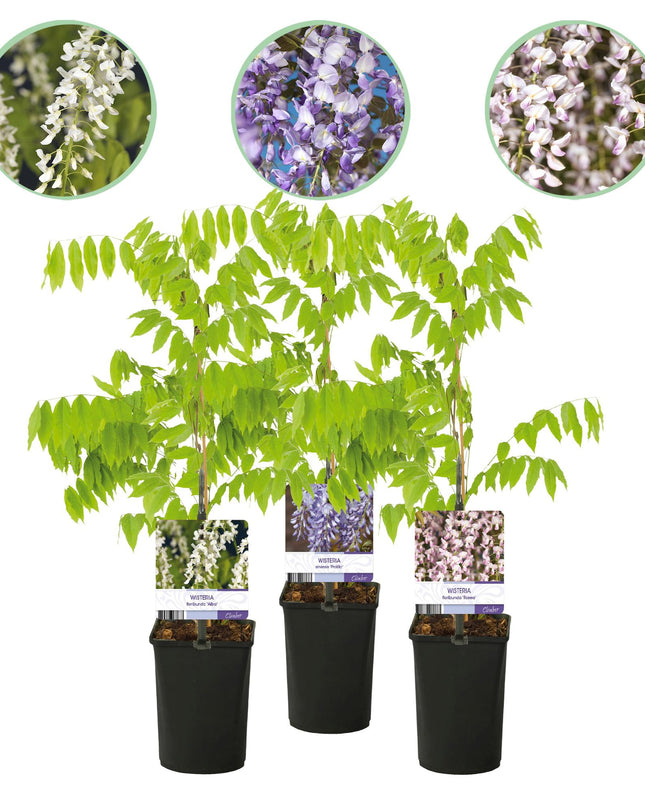 Blauwe regen - 3 planten - Wisteria floribunda Tricolour - Bloemen Blauw Roze Wit  - Pot 11cm Hoogte 40cm