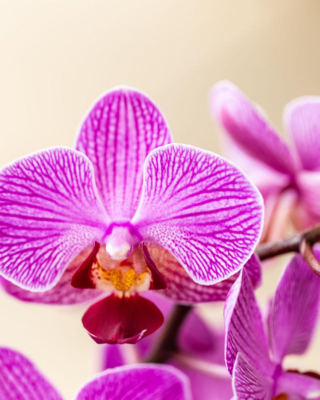 Kolibri Orchids - Surprise box mix - planten voordeel box - verrassingsbox met 2 verschillende orchideeën Ø9cm - vers van de kweker