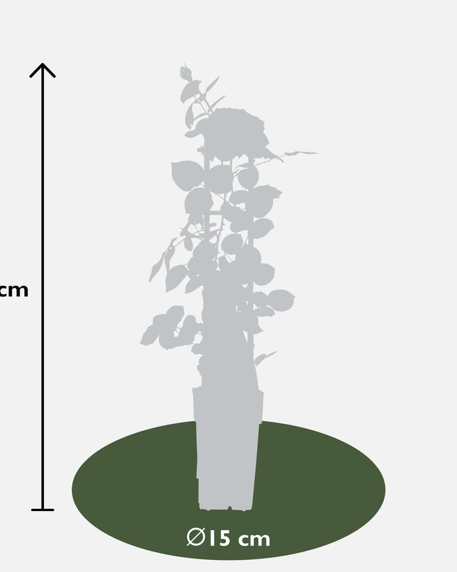 Rosa Crazy in love 'Pink' - Roze Roos - Ø15cm - ↕65cm