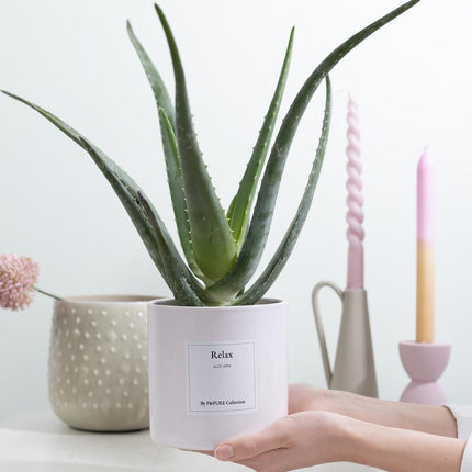 Aloe Vera Gift "Relax" met wenskaart - Ø12cm - ↕40cm