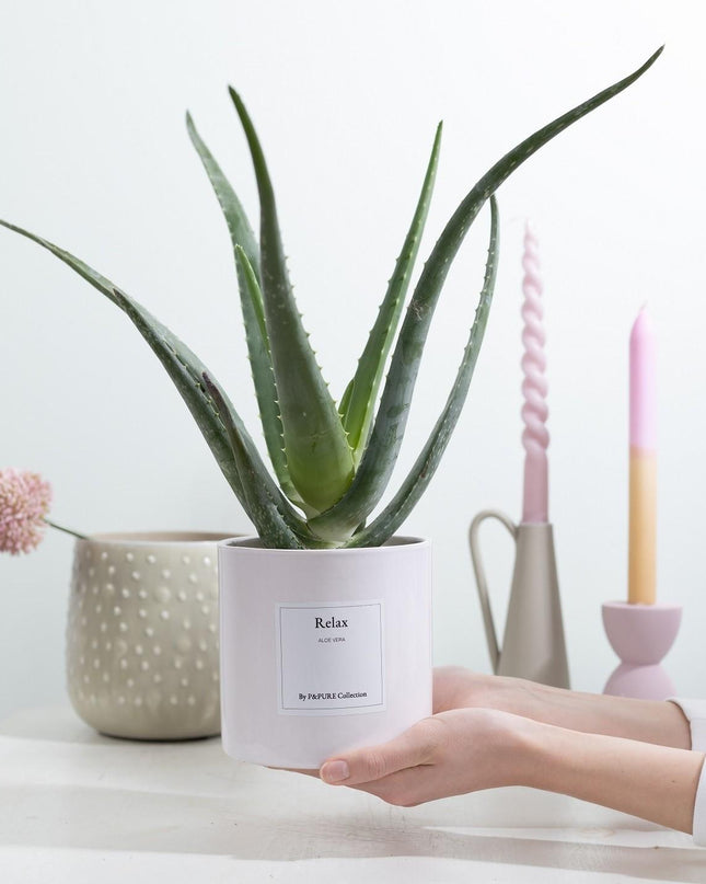 Aloe Vera Gift "Relax" met wenskaart - Ø12cm - ↕40cm