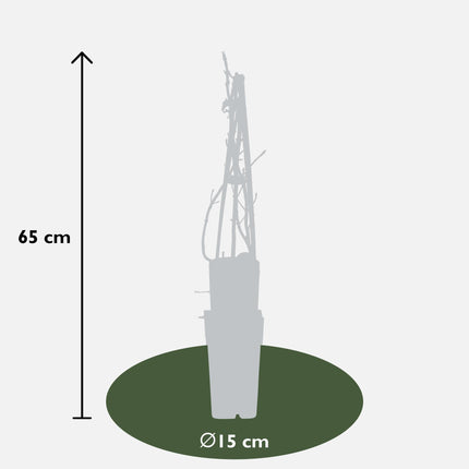 Hydrangea petiolaris - Klimhortensia - Ø15cm - ↕65cm