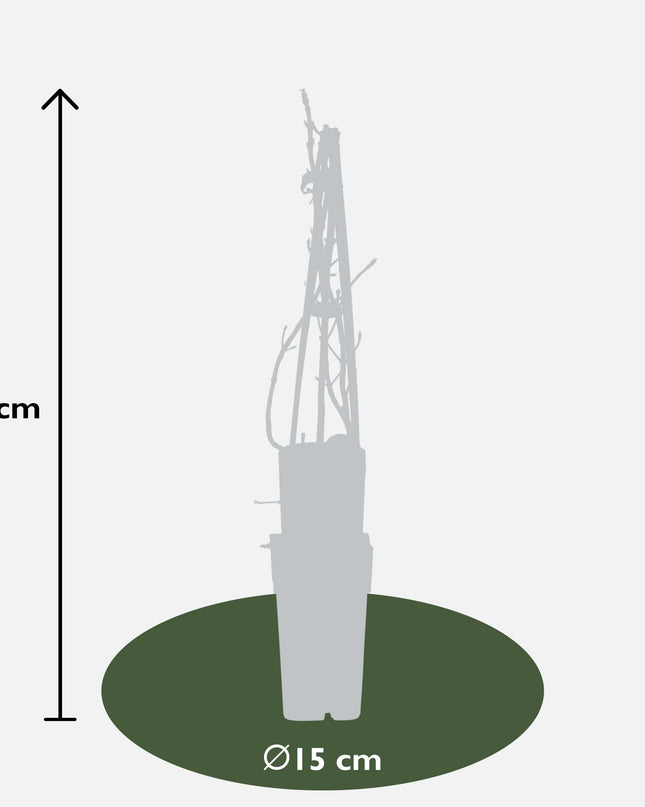 Hydrangea petiolaris - Klimhortensia - Ø15cm - ↕65cm