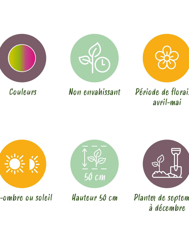 Bloembollen - Tulp Strawberry Lemonade - Diversen Kleuren - 12 stuks - Bolmaat 11/12 - XXL Pack