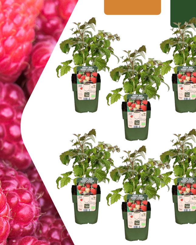 Piante di lamponi BIO - 6 pezzi - Ø 13 cm - ↨ 20 cm