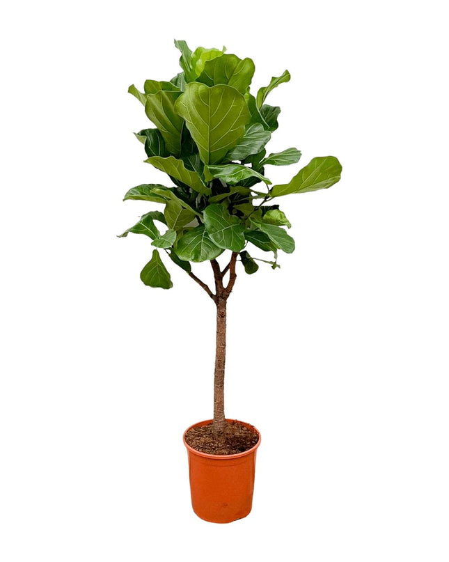 Ficus Lyrata árbol - 180cm - ⌀30