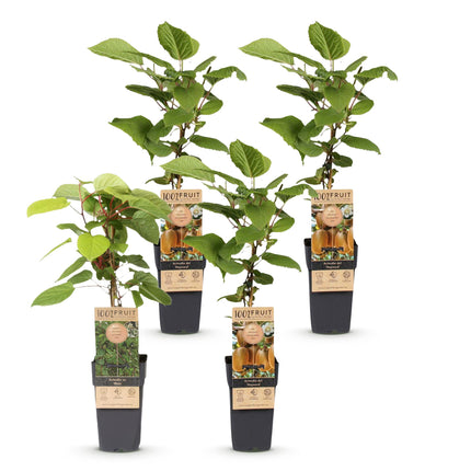 Kiwipflanze Actinidia Weiki & Hayward - 1 Männlich - 3 Weiblich - Pflanzen - Grün - Topf 15cm - Höhe 50cm