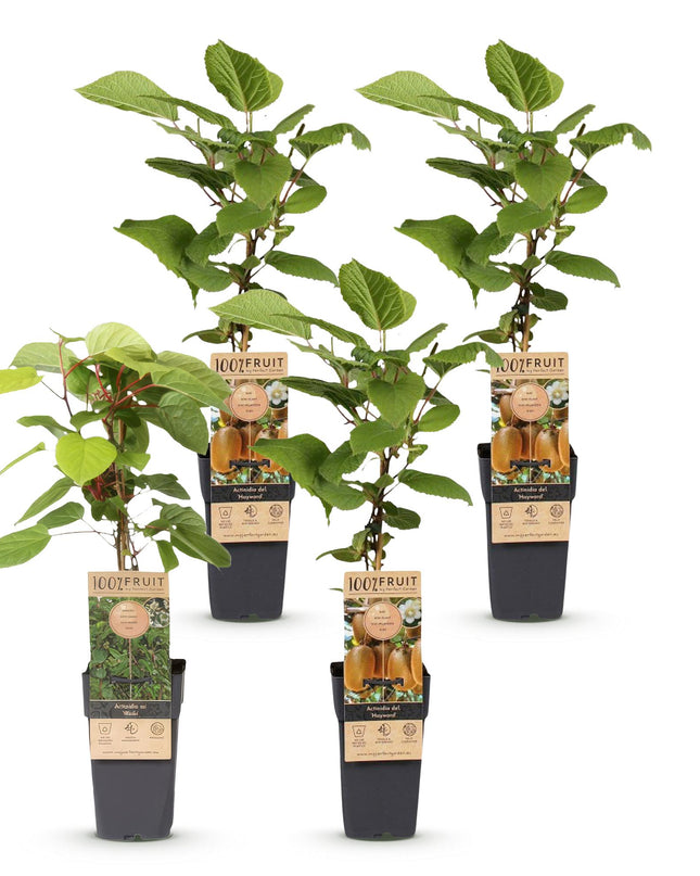 Kiwipflanze Actinidia Weiki & Hayward - 1 Männlich - 3 Weiblich - Pflanzen - Grün - Topf 15cm - Höhe 50cm