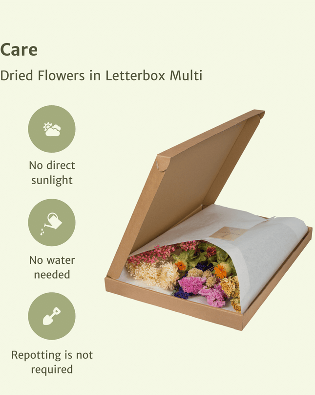 Droogbloemen in Letterbox - Multi