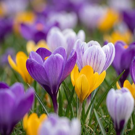 400x Crocus Species mix - Crocus species mix - Miscellaneous - Naturalizing bulb - Bulb size 5/6