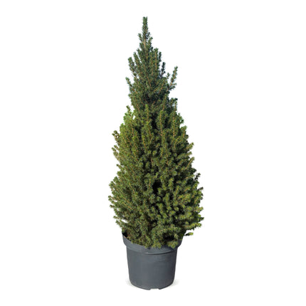Kerstboom - Picea glauca Conica - Kegelspar - Ø26cm - ↕110cm