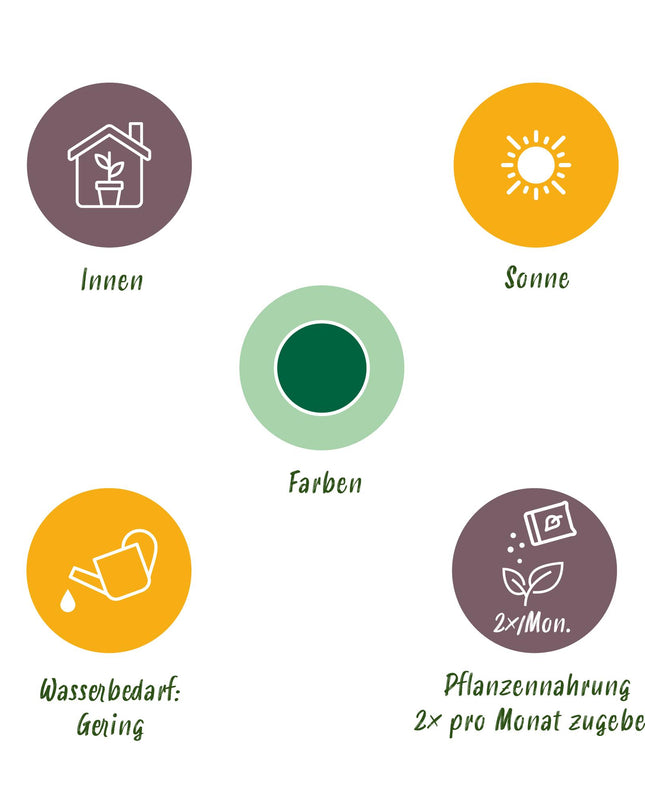 Euphorbia eritrea - Afrikanischer Milchbaum - 2 Stück - Topf 19 cm - Höhe 70 cm