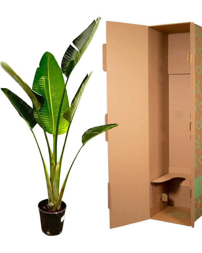 Strelitzia Augusta - 180cm - ⌀30
