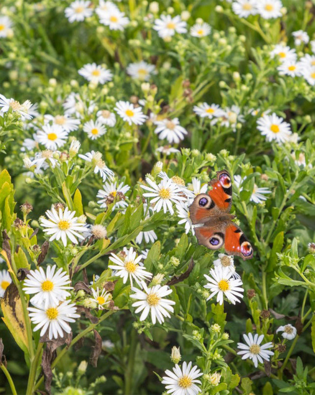 Borderpakket - Kleur Wit - 8 Vaste planten - 1 m2 - Diversen kleuren - Weinig Onderhoud - Pot 11cm