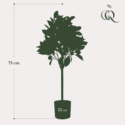 Kunstplant - Citrus Sinensis - Sinaasappelboom - ↕ 75 cm