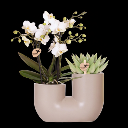 Kolibri Orchids | Set van witte orchidee Zürich en Succulent in Tube sierpot Sand - potmaat Ø9cm | bloeiende kamerplant - vers van de kweker