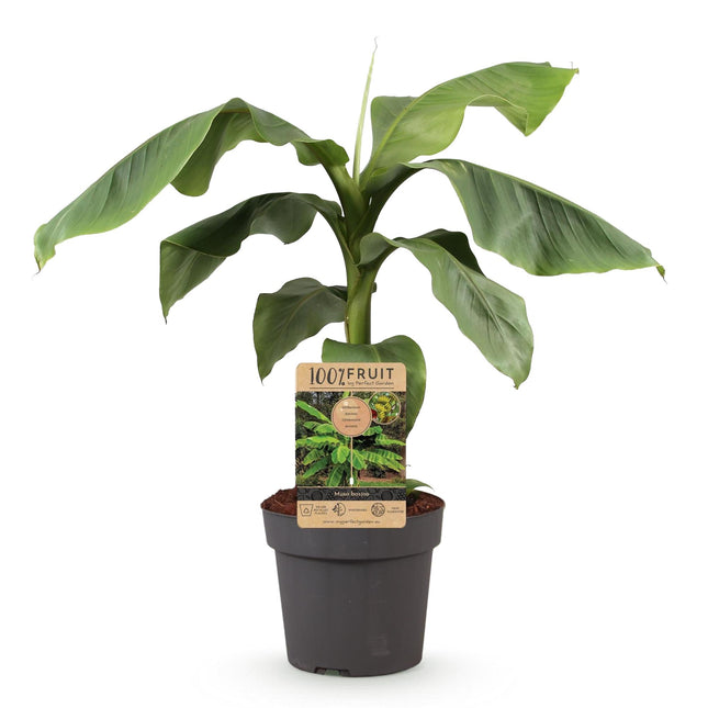 Musa Basjoo - Bananenboom - Winterhard - Groen - 1 Plant - Pot 21cm - Hoogte 90cm