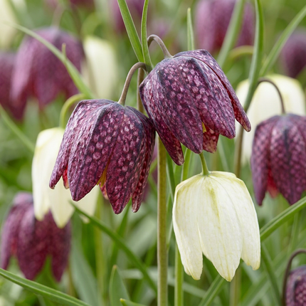 120x Fritillaria Meleagris Mix – Schachbreumen-Mix – Lila und Weiß – Verwilderungszwiebel – Zwiebelgröße 6/7