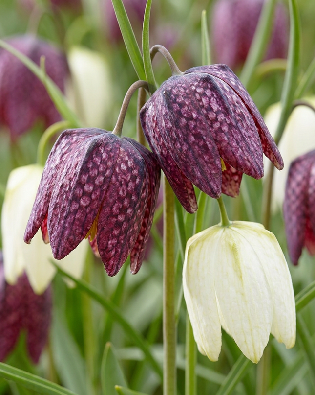 120x Fritillaria Meleagris Mix – Schachbreumen-Mix – Lila und Weiß – Verwilderungszwiebel – Zwiebelgröße 6/7