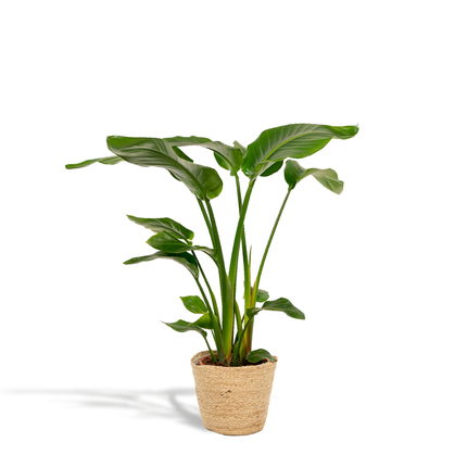 Strelitzia Nicolai incl. mand Selin - Ø19cm - ↕90cm