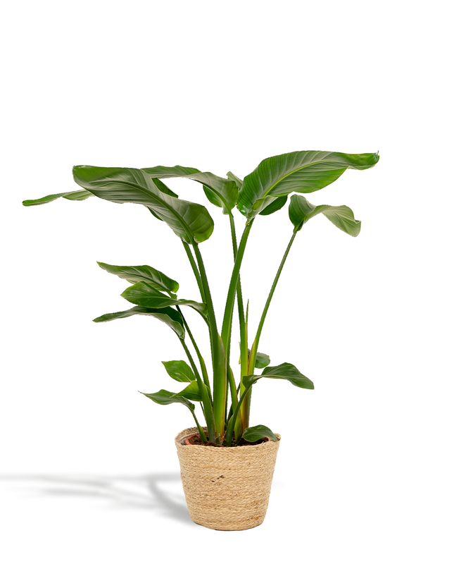 Strelitzia Nicolai incl. mand Selin - Ø19cm - ↕90cm