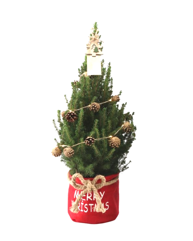 Kleine Kerstboom in Xmas Bag rood + Pine cone lichtjes incl. batterijen - 70 cm - Picea Glauca Conica -