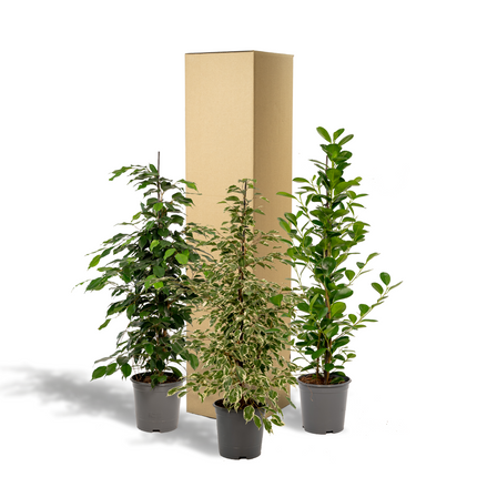 Ficus Benjamina Danielle - Ø21cm - ↕95cm + Ficus Benjamina Twilight - Ø21cm - ↕95cm + Ficus Microcarpa Moclame - Ø21cm - ↕95cm - 3 planten