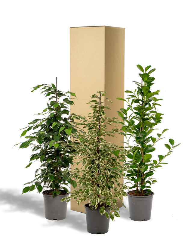 Ficus Benjamina Danielle - Ø21cm - ↕95cm + Ficus Benjamina Twilight - Ø21cm - ↕95cm + Ficus Microcarpa Moclame - Ø21cm - ↕95cm - 3 planten