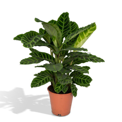 Calathea Zebrina - Peacock Plant - Ø19cm - ↕80cm