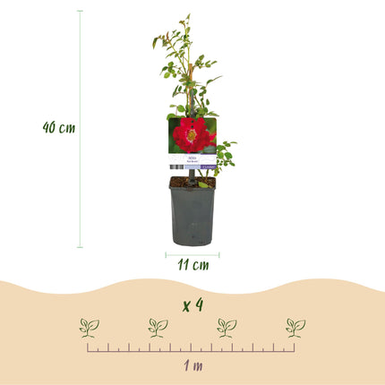 Rosier grimpant Reine Rouge Rosa - 2 plants - Fleur rouge - Peu d'entretien - Pot 11 cm Hauteur 40 cm