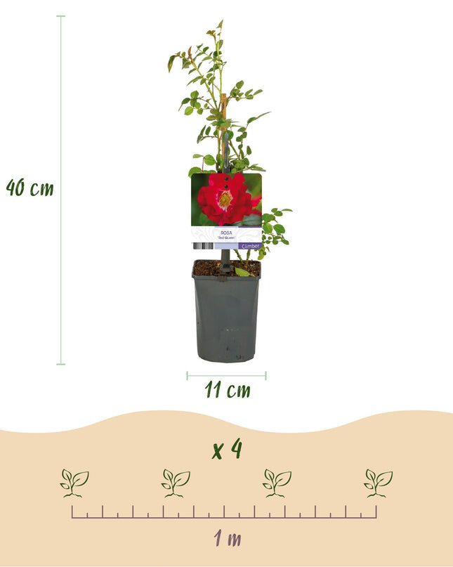 Klimroos Rosa Red Queen - 2 planten - Bloem Rood - Weinig onderhoud - Pot 11cm Hoogte 40cm