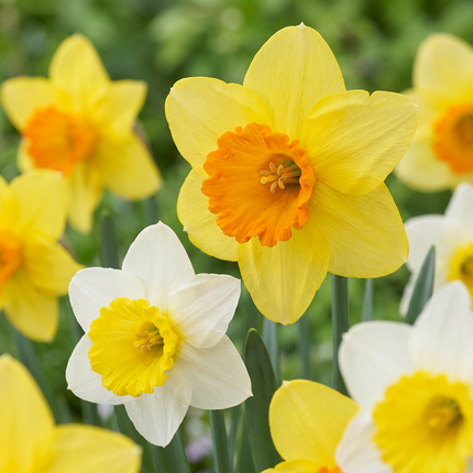 30x Narcissus large Cupped mix - Large-flowered daffodil mix - Yellow and White - Spring bloomer - Bulb size 12/14