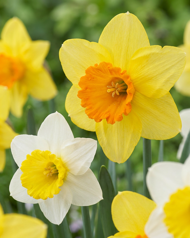 30x Narcissus large Cupped mix - Mezcla de narcisos de flor grande - Amarillo y blanco - Floración primaveral - Calibre del bulbo 12/14