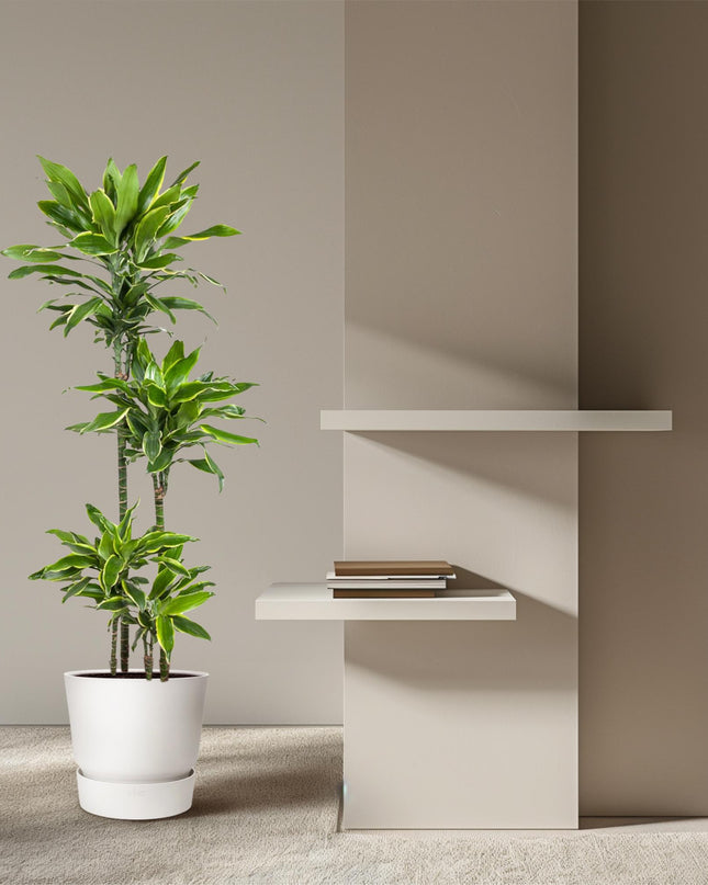 Dracaena Golden Coast - 140 cm - ø27