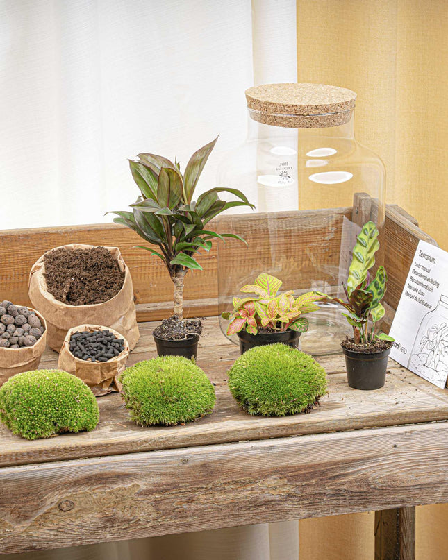DIY Planten terrarium met licht - Milky Palm - Ø 21 cm ↕ 30 cm