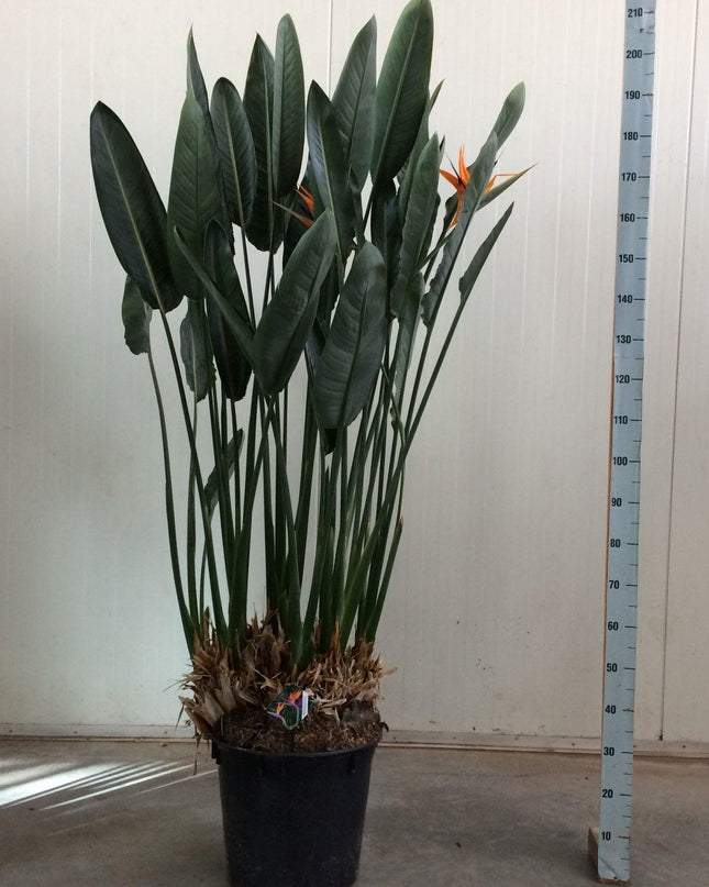 Strelitzia Reginae XXL - 200cm - ø50 - 🚚 Envío Gratis