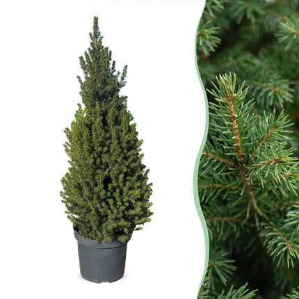 2x Kerstboom Picea glauca Conica - Kegelspar - Ø26cm - ↕110cm
