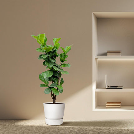 Ficus Lyrata innestato - 150cm - ⌀30 - 32