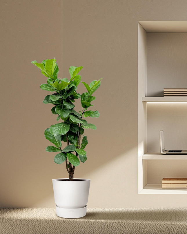 Ficus Lira ramificado - 150cm - ⌀30 - 32