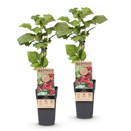 Braamboos - Brombeere Dornenlos Loganbeere - Winterhart - Rote Frucht - 2 Pflanzen - Topf 15cm - Höhe 50cm
