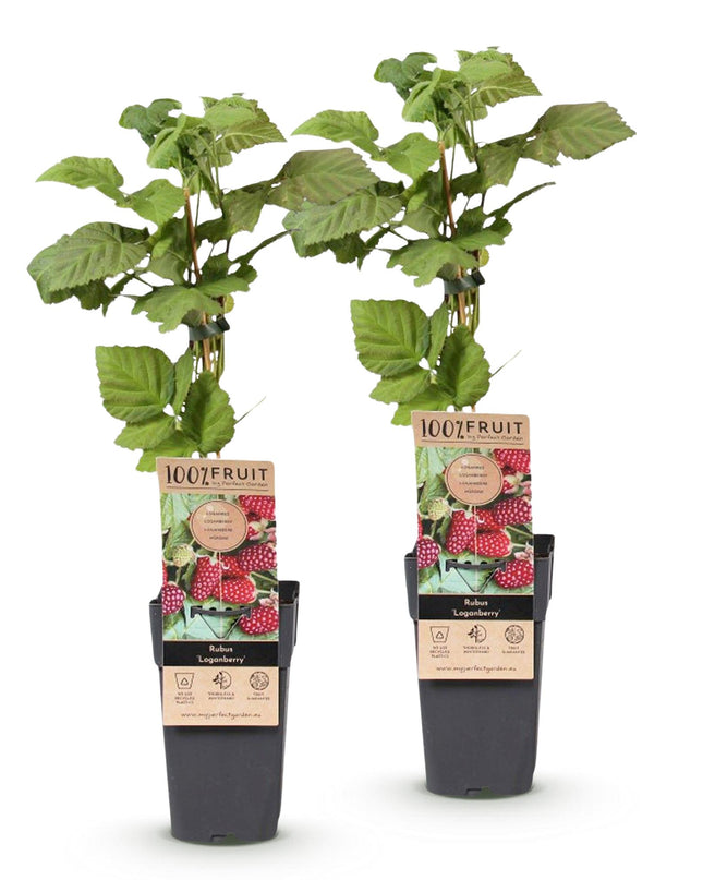 Braamboos - Brombeere Dornenlos Loganbeere - Winterhart - Rote Frucht - 2 Pflanzen - Topf 15cm - Höhe 50cm