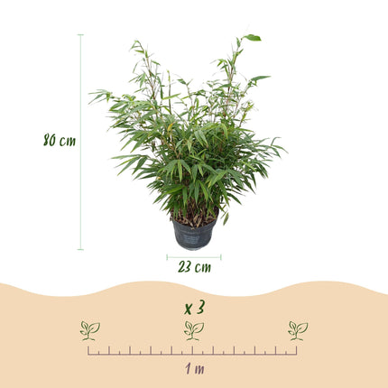 Fargesia robusta Pingwu - Bambú No Invasivo - Perenne - Verde - 2 Plantas - Maceta 23 cm - Altura 80 cm