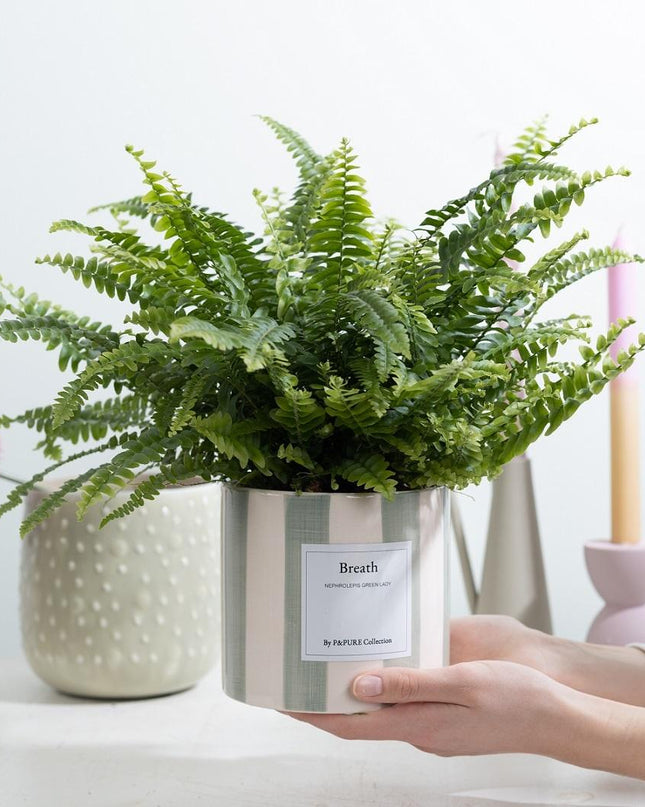Nephrolepis Green Lady Gift "Breath" met wenskaart - Ø12cm - ↕35cm