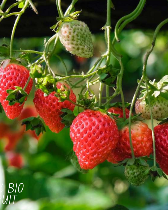 Piante di fragole BIO 6 pezzi