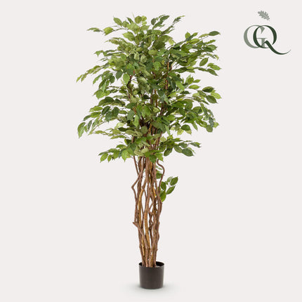 Kunstplant - Ficus liana  - Vioolbladplant - ↕ 170cm