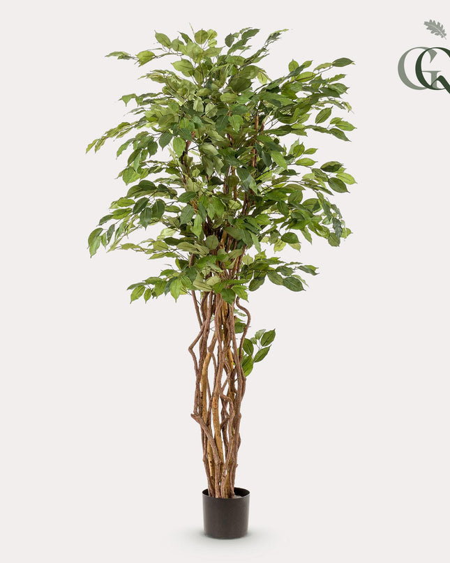 Kunstplant - Ficus liana  - Vioolbladplant - ↕ 170cm